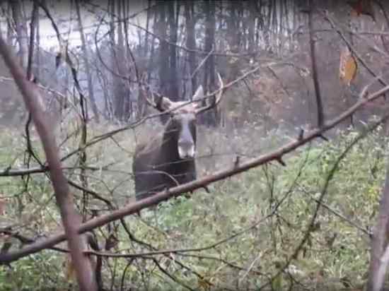 Огромного лося встретил в лесу житель Новосибирска и снял все на видео