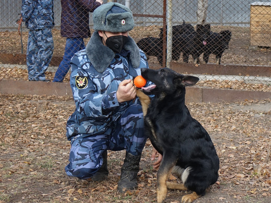 Саратовский питомник ФСИН передал на службу в Чувашию семь собак