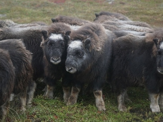 Экзотических овцебыков выпустят в Магаданской области в конце ноября