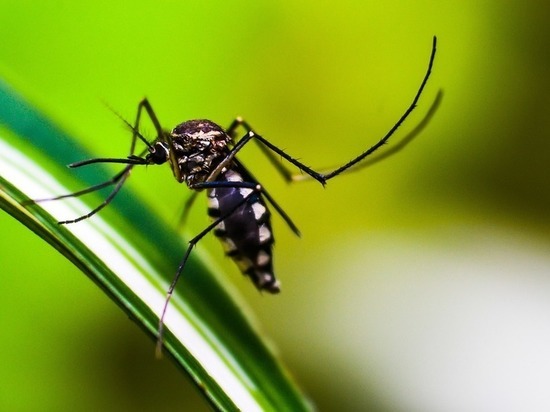 Эпидемиолог озвучила, сколько времени живет коронавирус в комарах