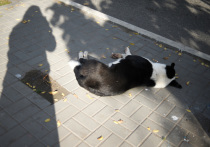В администрации Астрахани состоялся брифинг, посвященный бездомным собакам