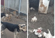 Ситуация с собаками в Астрахани стоит очень остро