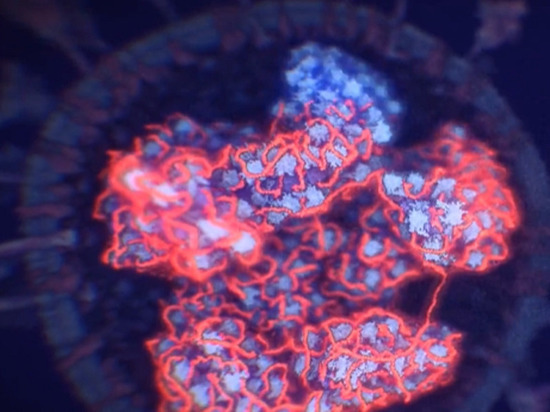 Ученые впервые показали, что скрывается внутри коронавируса