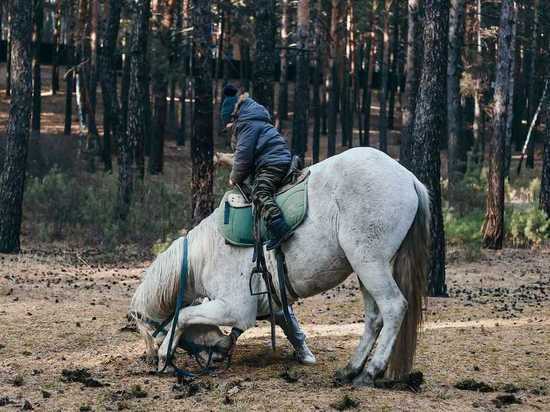 Единственный в ДФО инклюзивный конный театр создали в Забайкалье на средства гранта БГК