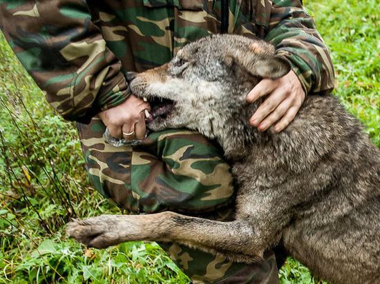 Власти Приморского района советуют при встрече с волком бить его по носу