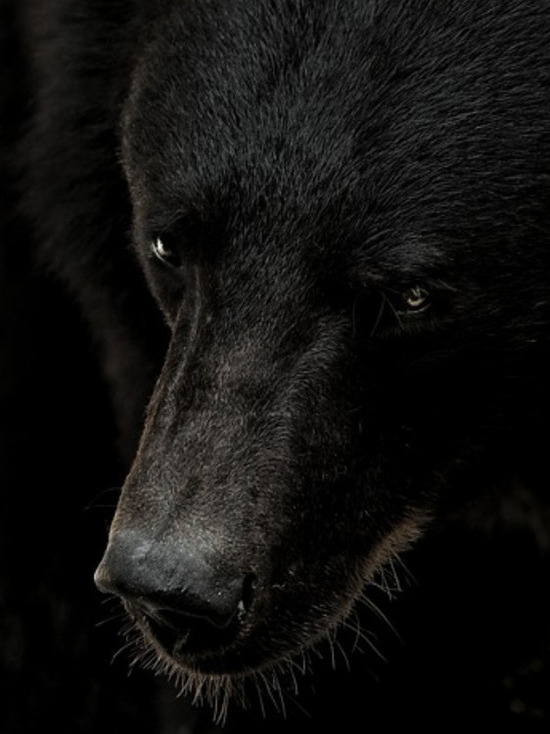 Бродячий медведь напал на пожилого мужчину в Кузбассе