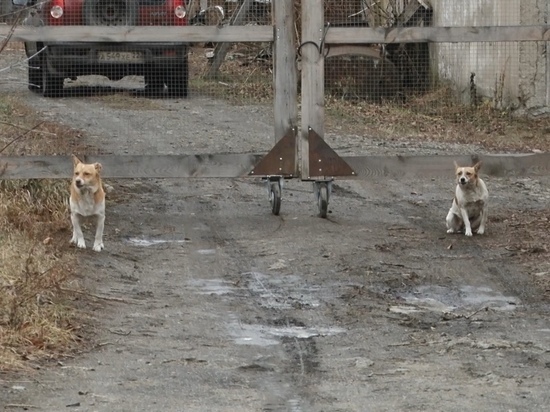 Жители Новоалтайска страдают от круглосуточного лая собак из-за приюта, построенного рядом с домами