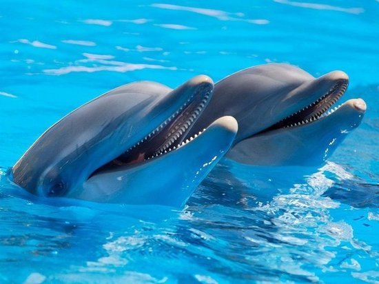 КНДР уличили в создании армии дельфинов