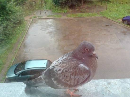 Погода в Смоленске 15 ноября пообещала очень хмурое небо