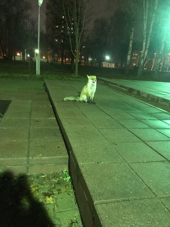 В Ярославле лисы гуляют по улицам, не боясь горожан