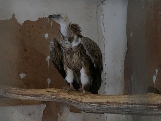 В Крыму выпустили птицу, которая вынужденно жила два года в приюте Архангельска