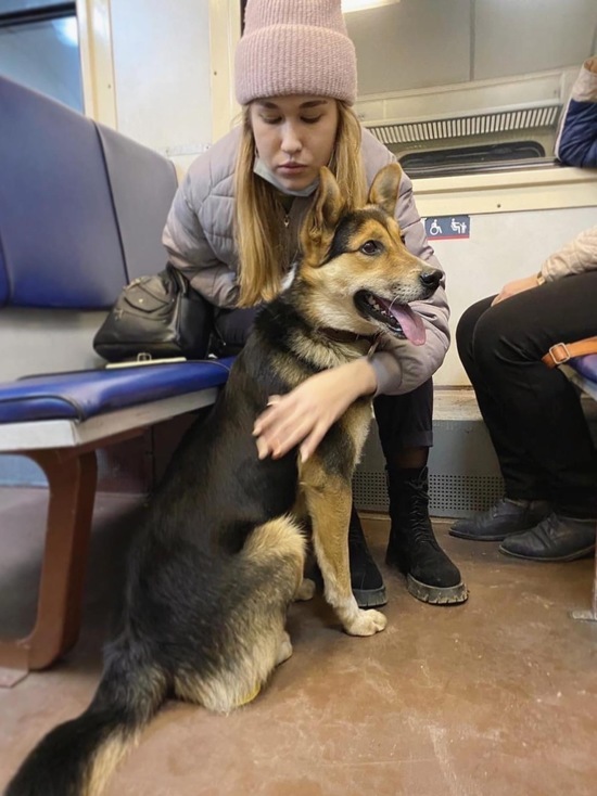Собака в электричке с рюкзаком картинка. Грустный пассажир. Собака в маршрутке. Вагоны для пассажиров с животными. Собака в поезде.