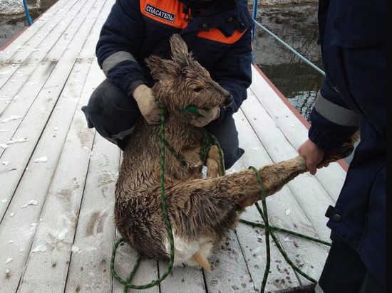 В Красноярске вытащили из воды плывшую на бревнах дикую косулю