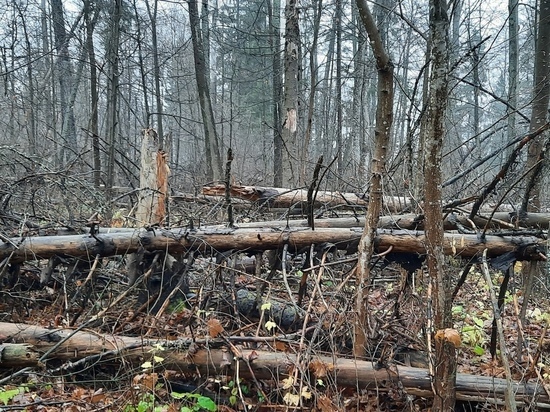 В Жуковском районе жучок-короед сделал реликтовый лес непроходимым