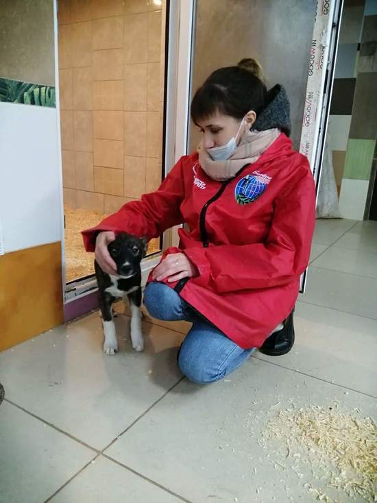 Смоленские волонтеры помогли приюту для животных "Верность"