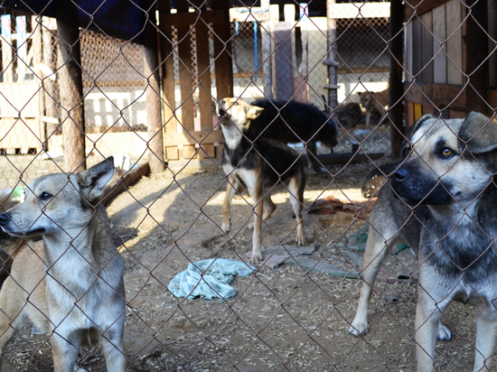 В Астрахани начнется массовый отлов безнадзорных собак