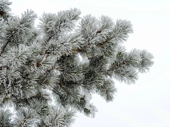 Погода в Донецке на 17 ноября: мокрый снег в ночное время