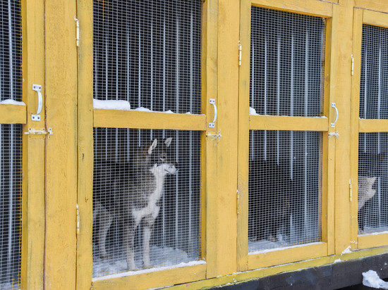 В Ямальском районе открылся приют для бездомных животных