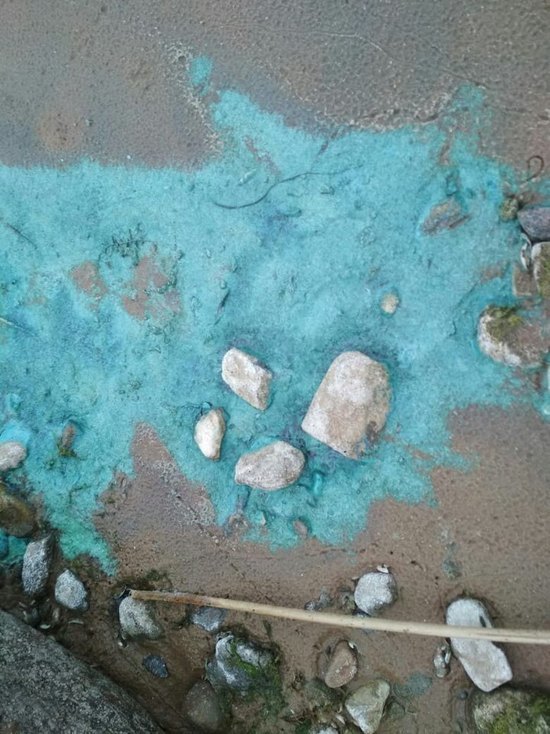 Странный цвет воды в Чудском озере объяснили в Росприроднадзоре