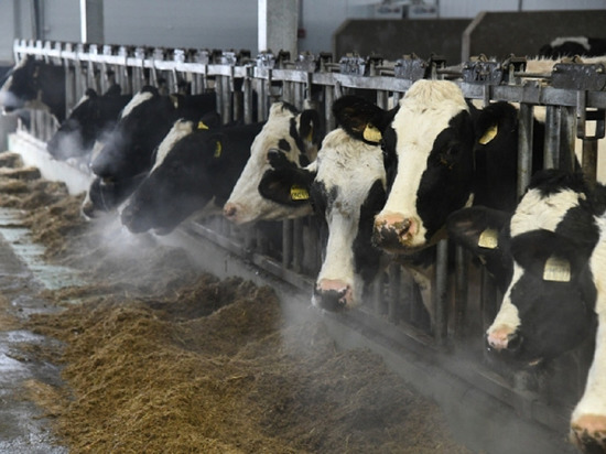 В Волгоградской области откроется крупнейшая молочная ферма