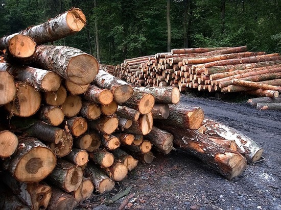 Жители Калужской области бесплатно получили 50 тысяч кубометров леса