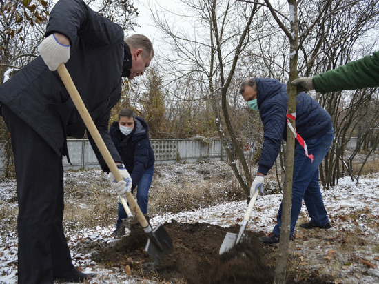 Снег и мороз не помешали высадить в Донецке десятки деревьев