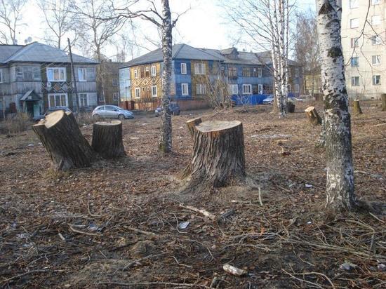 Свод деревьев в Архангельске вызвал недоумение горожан