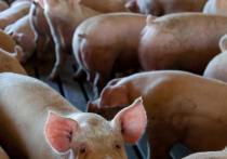 С недавних пор для жителей сразу нескольких районов юга Псковской области одно упоминание о свинине и продукции из неё вызывает почти рвотный рефлекс