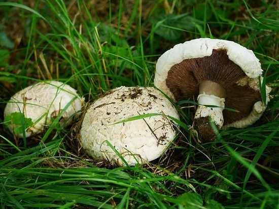 Налоговая ставка для производителей грибов на Ставрополье снизится до 0%