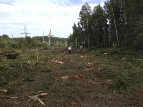 Свердловчане предстанут перед судом за вырубку леса на 1,4 млн рублей
