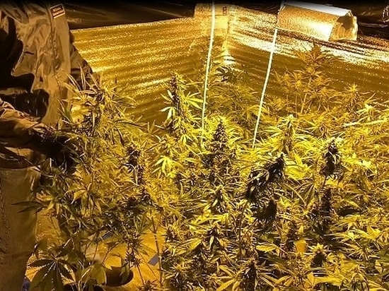  В Смоленске нашли в квартире 20 горшков с коноплей