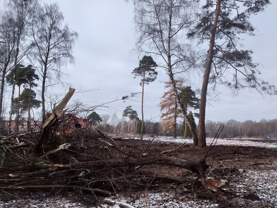 Соцсети: в Новомосковске под застройку вырубают Урванский лес