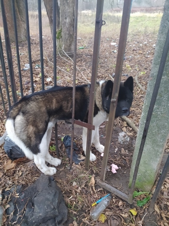 Застрявшую в заборе собаку вызволили псковские зоозащитники