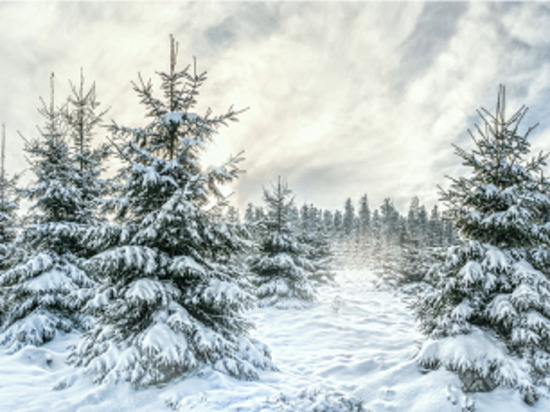 Жители Пуровского района смогут срубить в лесу ель к Новому году с 1 декабря: цены на деревья