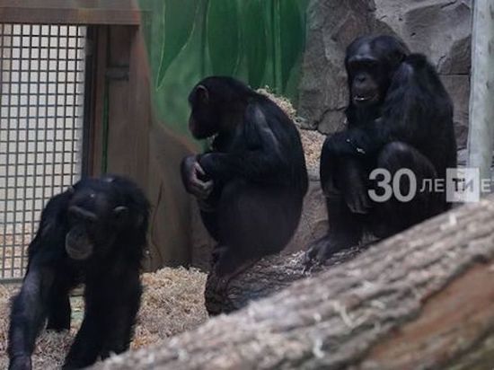 В зоопарк Казани привезли шимпанзе, жирафы ожидаются к лету