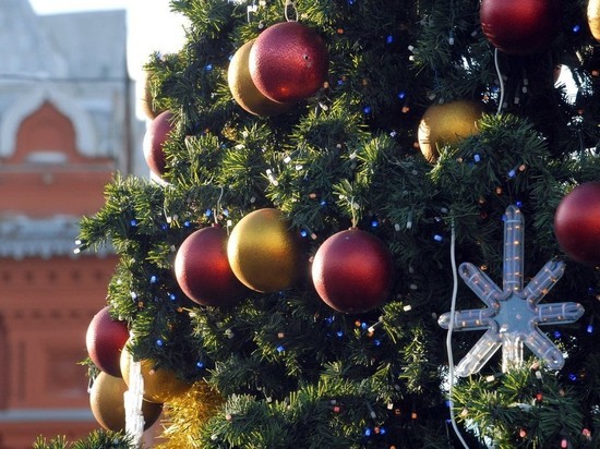 В Подмосковье выбрали новогоднюю ель для Красной площади