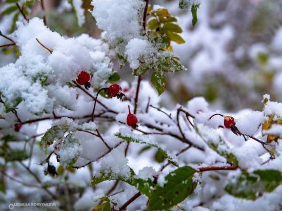 20 ноября: главные новости дня по версии «МК в Карелии»