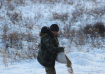 Сотрудники особо охраняемых природных территорий (ООПТ) Забайкальского края вывезли в заказники региона больше 10 тонн соли, чтобы помочь животным восполнить недостаток этого вещества в организме