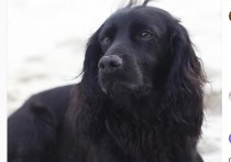 Герцог Кембриджский принц Уильям и его супруга Кейт Миддлтон сообщили своим подписчикам в Instagram, что их любимая собака Лупо скончалась