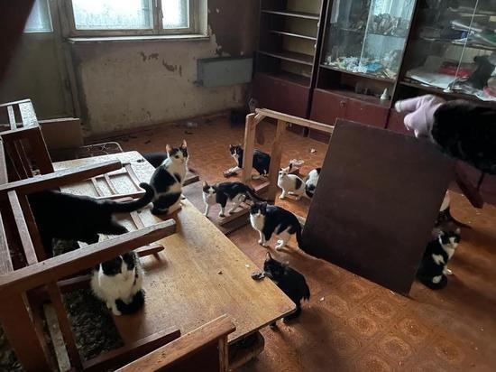 В Новосибирске из зловонной квартиры спасли 70 кошек