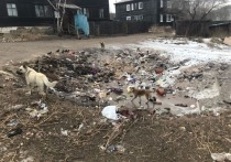 В Чите на месте убранных несанкционированных свалок на улице Белорусской появляются новые мусорные кучи