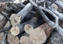 Астраханцы обратились в региональную службу природопользования с жалобой на то, что некий мужчина незаконно вырубает деревья в Черноярском районе