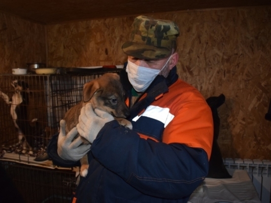 В Иваново прошла акция помощи бездомным животным