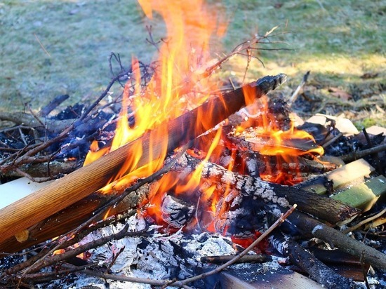 Ущерб от лесных пожаров в ДНР составил почти 4 млн рублей