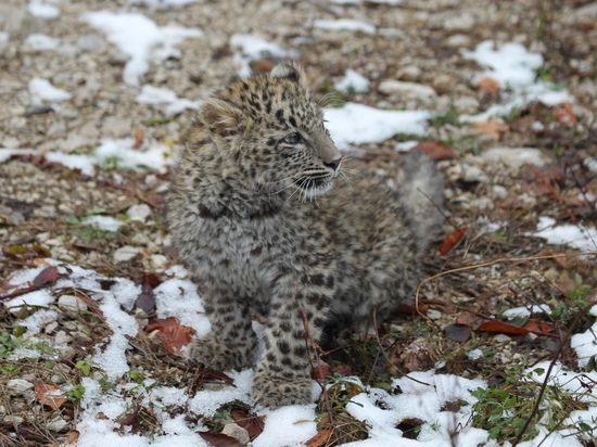 В Сочинском нацпарке определили имя для родившегося летом котенка леопарда