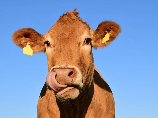 На молокозаводе Оренбургской области открыли «маникюрный салон» для коров