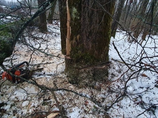 В Калужской области мужчину прибило деревом
