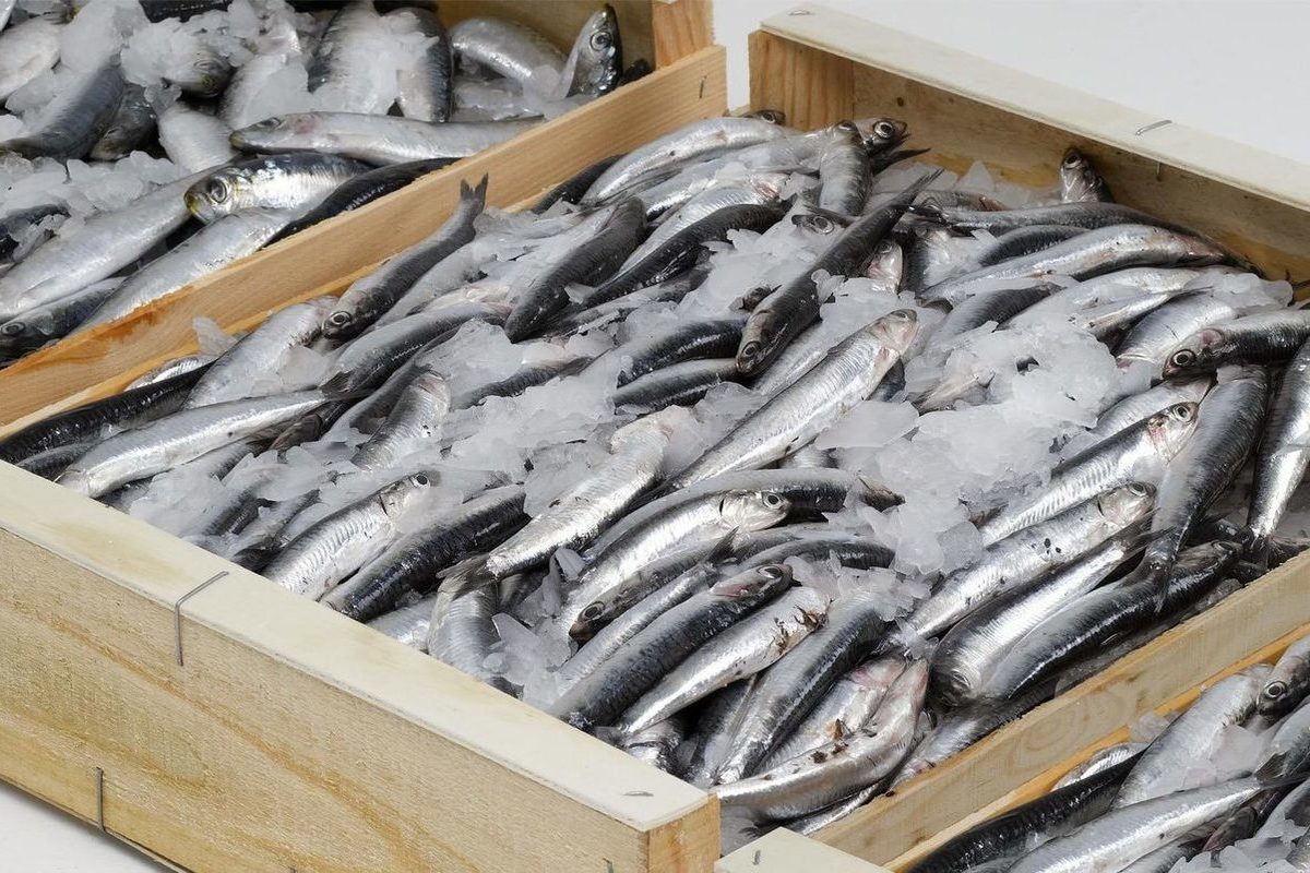 Правила перевозки рыбы и рыбопродуктов