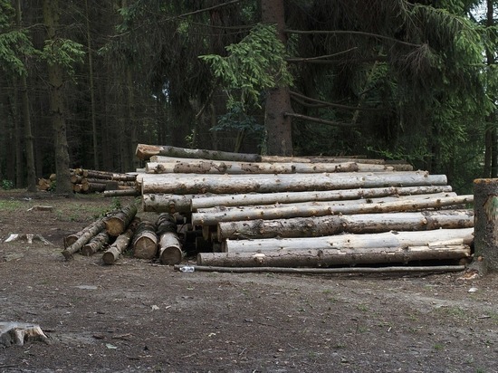 Прокуратура выявила нарушения лесного законодательства в Марий Эл
