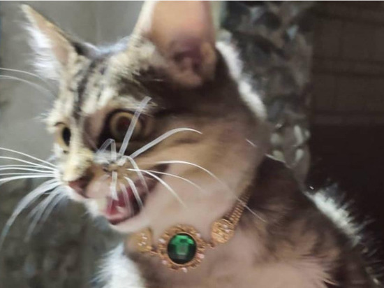 Кота-богача с изумрудным ожерельем нашли на улице в Новосибирске